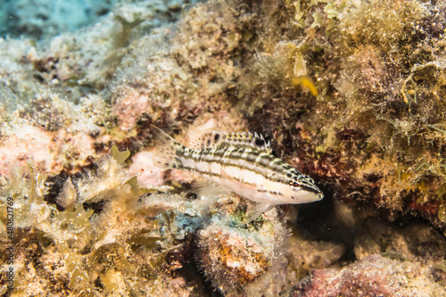 Seascape with juvenile Harlequin Bass fish, coral, and sponge in the coral reef of the Caribbean Sea, Curacao