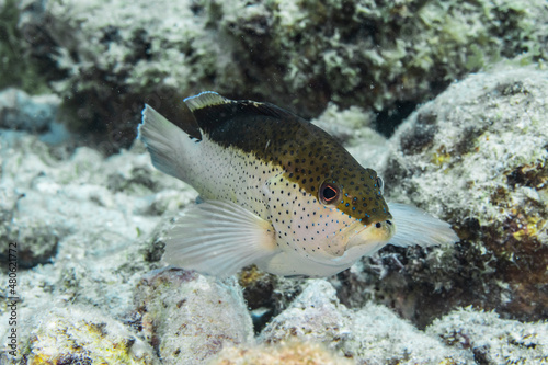 Seascape with Coney Grouper fish, coral, and sponge in the coral reef of the Caribbean Sea, Curacao