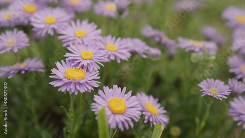 purple alpine aster flowers closeup