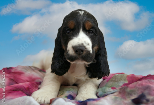Portrait of a beautiful, purebred English Cocker Spaniel puppy. Age 2 months. The color is white-black with tan.