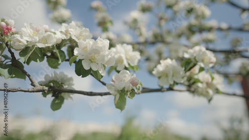 Slow motion gimbal shot of white apple tree blossom in late sprink or early summer