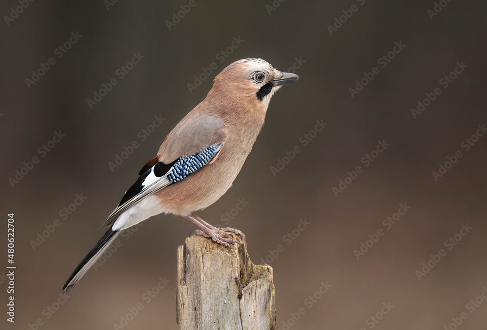 Eurasian jay bird ( Garrulus glandarius ) Eurasian jay bird ( Garrulus glandarius )