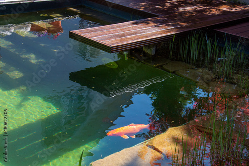 Decorative garden lake with colorful carp fishes and wooden pier of cumaru hardwood deck photo