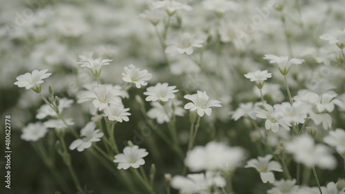 white Cerastium flowers close up © GCapture