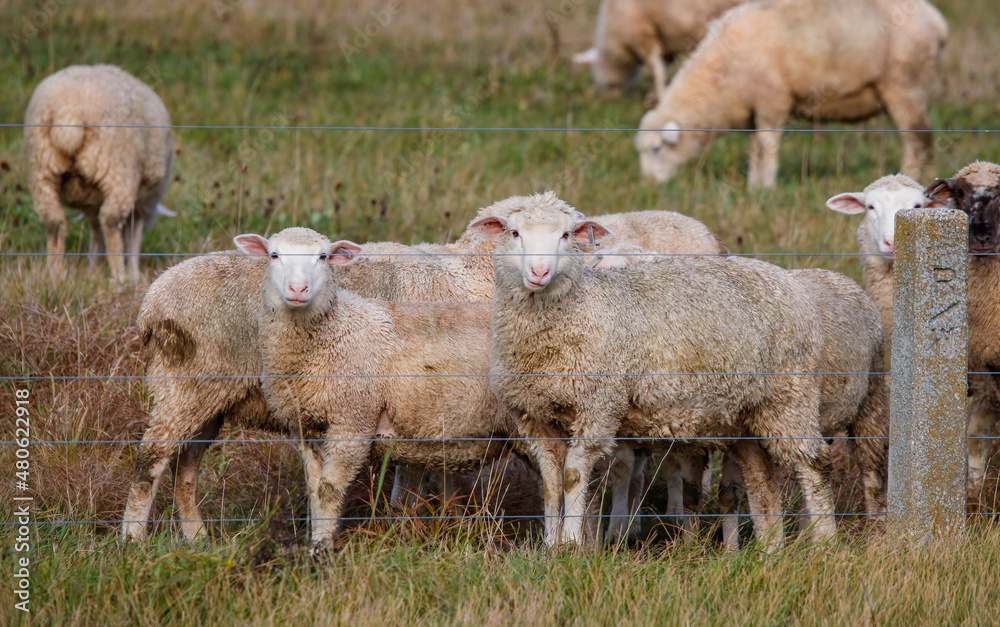 Obraz premium Sheep in field on farm