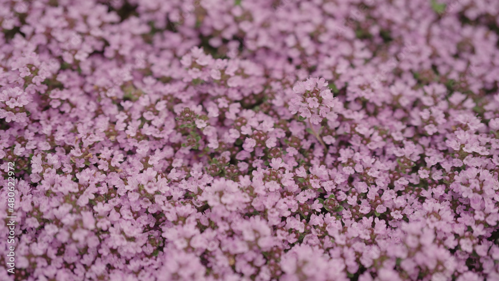 thyme flowers blossom close up