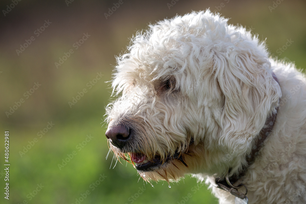 Close up of white labradoodle dog with collar and green background Close up of white labradoodle dog with collar and green background