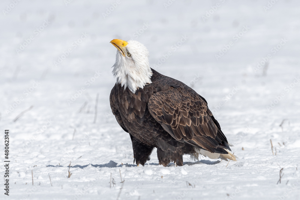 American bald eagle in the snow looking up and to the left American bald eagle in the snow looking up and to the left