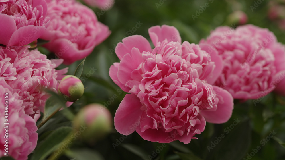 Fototapeta premium bright pink peony flower closeup