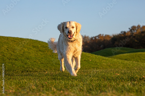 Golden retriever walking towards the camera on small grass hills