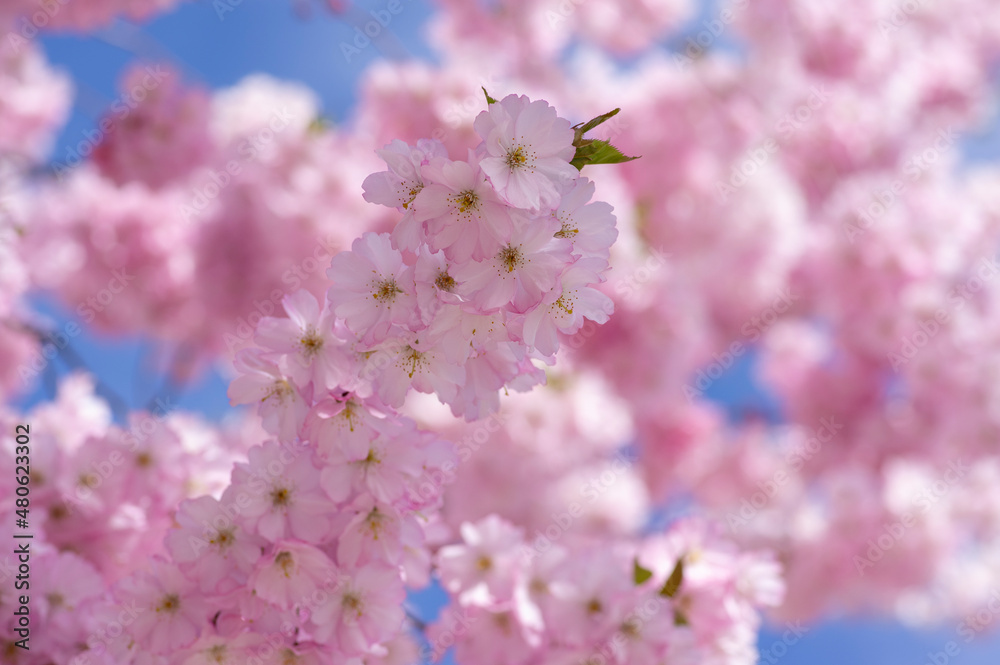 Prunus sargentii accolade sargent cherry flowering tree branches, beauty groups light pink petal flowers in bloom and buds Prunus sargentii accolade sargent cherry flowering tree branches, beauty groups light pink petal flowers in bloom and buds