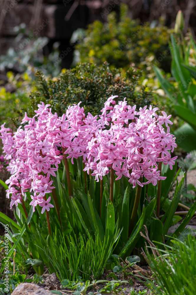 Obraz premium Hyacintus orientalis early spring flowering plant in bloom, group of ornamental flowering flowers in the garden