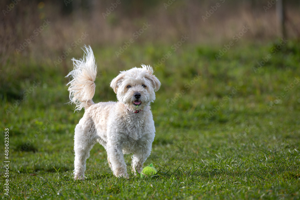 Small white dog poodle with tennis ball standing