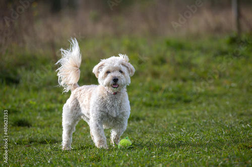 Small white dog poodle with tennis ball standing