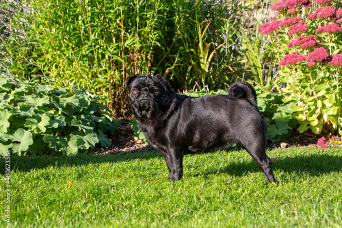 Small black pug dog in the grass by flowers standing and looking © Tom