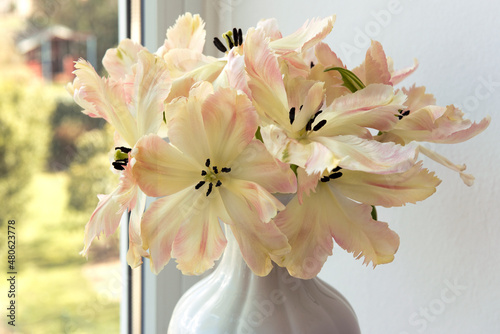 Tulpen in Gelb-Rosa am Fenster
