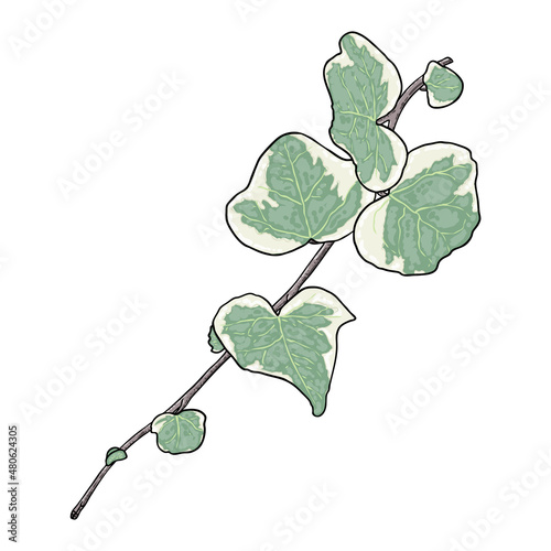 Green climbing ivy creeper branch twig, hand drawing from real plant. Ivy botanical decorative vine or floral brush. Sprig or sprout branch of city garden green ivy. Vector.
