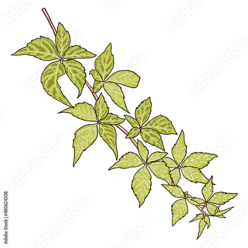 Green climbing ivy creeper branch twig, hand drawing from real plant. Ivy botanical decorative vine or floral brush. Sprig or sprout branch of city garden green ivy. Vector.