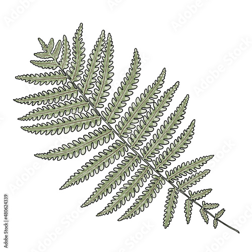 Green forest fern, hand drawn art foliage, made of real natural leaves. Decorative domesticated for city landscapes and gardens. Park forest plants, leaves and young ferns. Vector.