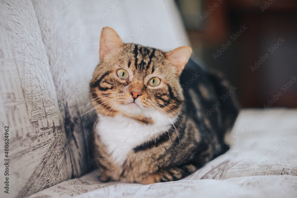 Obraz premium adult favorite tricolor pet kitten