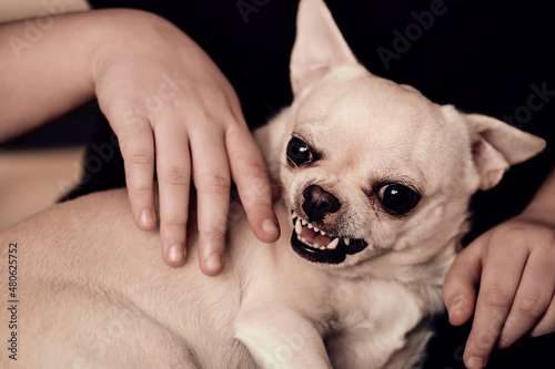 Angry dog bites. Aggressive pet.