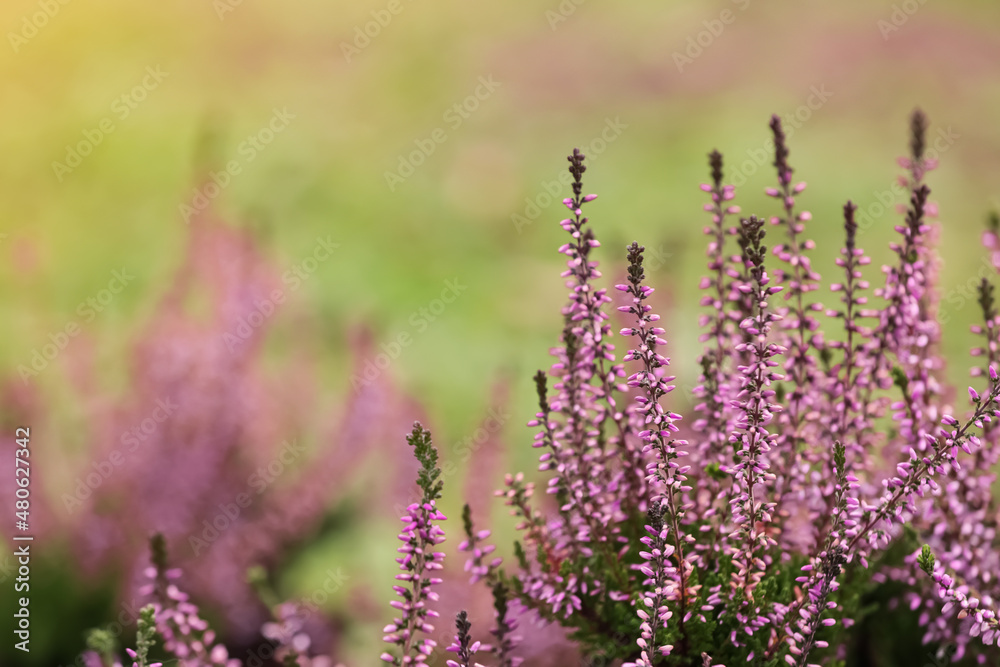 Obraz premium Heather shrub with beautiful flowers outdoors. Space for text