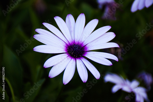 daisy flower