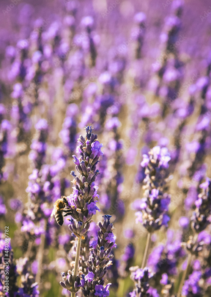 Fototapeta premium Bee in Lavender Field