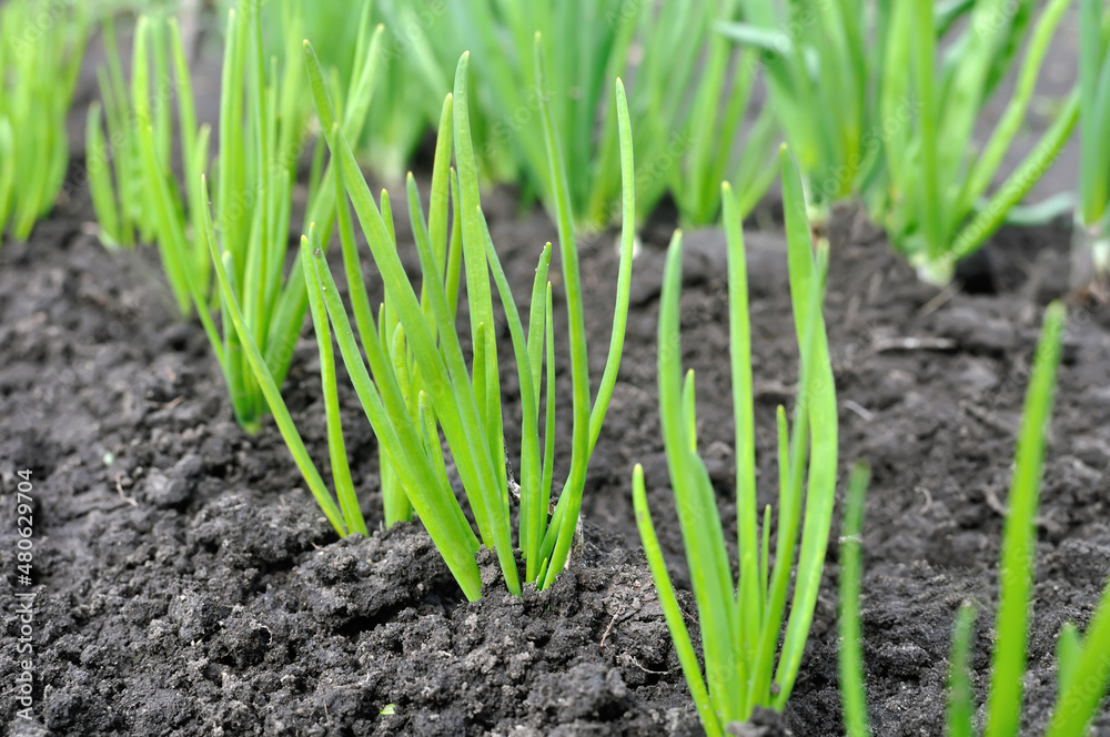 close-up of growing green onion in the vegetable garden close-up of growing green onion in the vegetable garden
