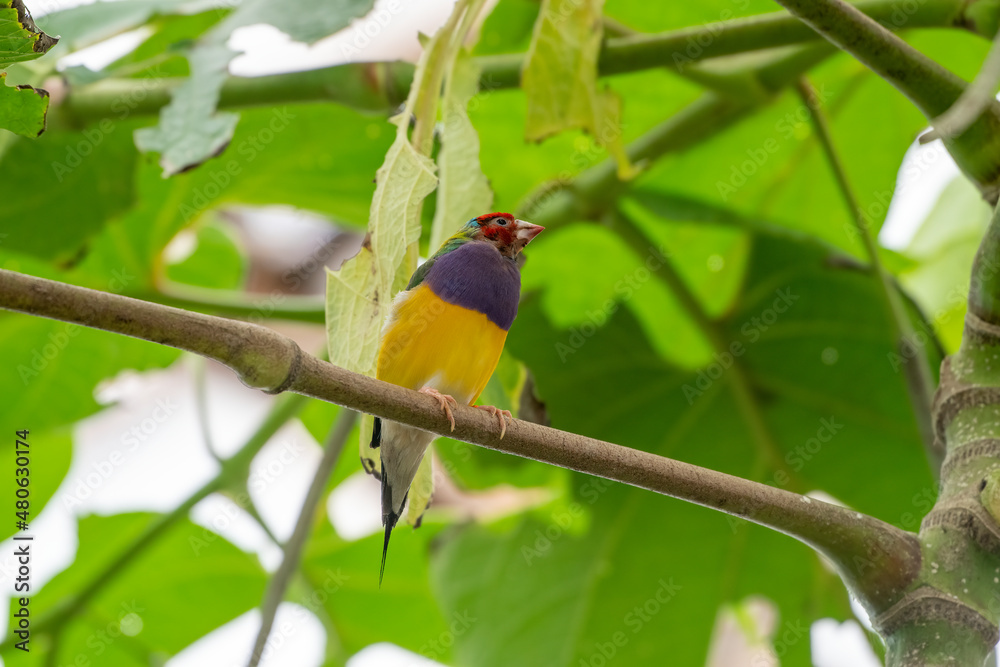 Obraz premium Gouldian finch - the Lady Gouldian finch, Gould's finch or the rainbow finch