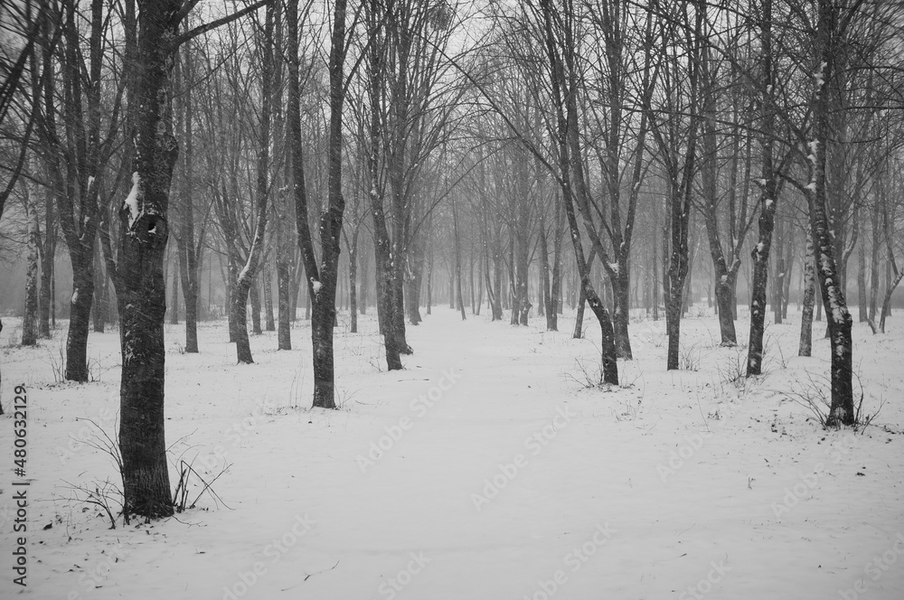 Obraz premium snow covered trees