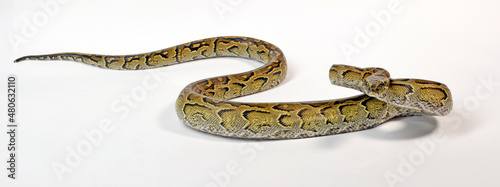 African rock python // Nördlicher Felsenpython (Python sebae) photo