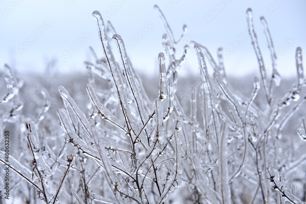 Freezing flower plant in ice on the snow meadow.High horizontal quality photo Freezing flower plant in ice on the snow meadow.High horizontal quality photo