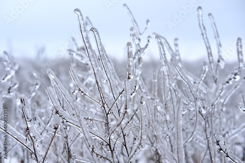 Freezing flower plant in ice on the snow meadow.High horizontal quality photo