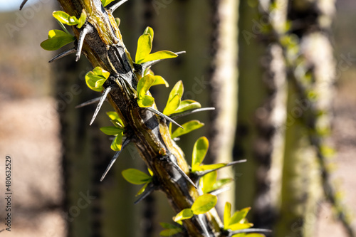Leaves On An Ocatillo Branch photo