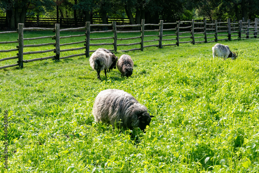 skansen