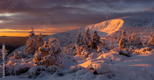 Sunrise in the Giant Mountains. Snow-covered bushes and trees in the sunlight