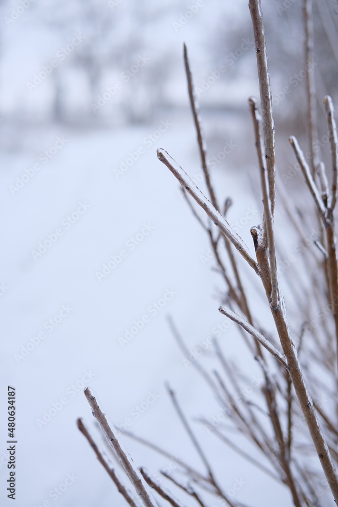 Freezing flower plant in ice on the snow meadow. . High vertical quality photo Freezing flower plant in ice on the snow meadow. . High vertical quality photo