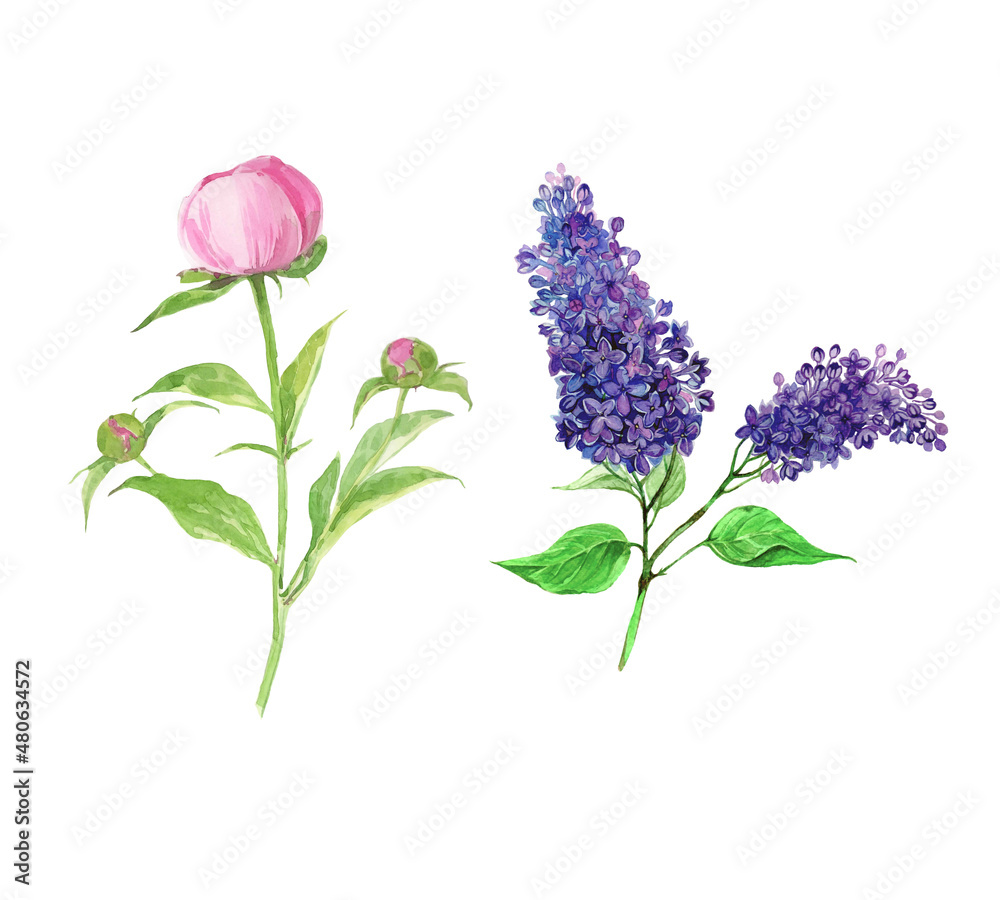 Branch of violet lilac and  pink peonies. Watercolor illustration isolated on a white background. Watercolor painting, hand-drawing black, invitation