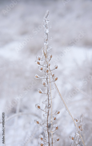 Freezing flower plant in ice on the snow meadow. . High quality photo