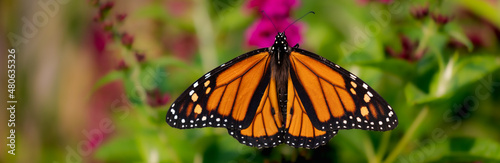 Horizontal banner of a beautiful monarch butterfly feeding on butterfly bush, buddleia.