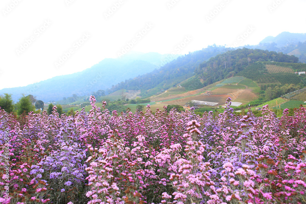 Obraz premium Mountain range with pink flower through the morning colorful fog.with sunlight romanctic moment
