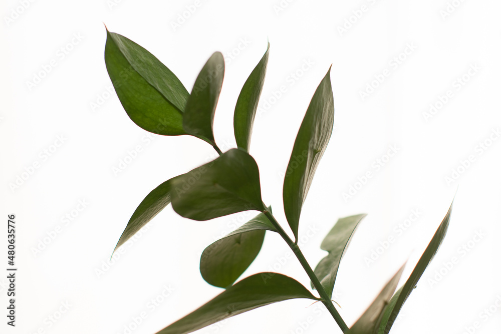 close up of a green ruckus on white background close up of a green ruckus on white background