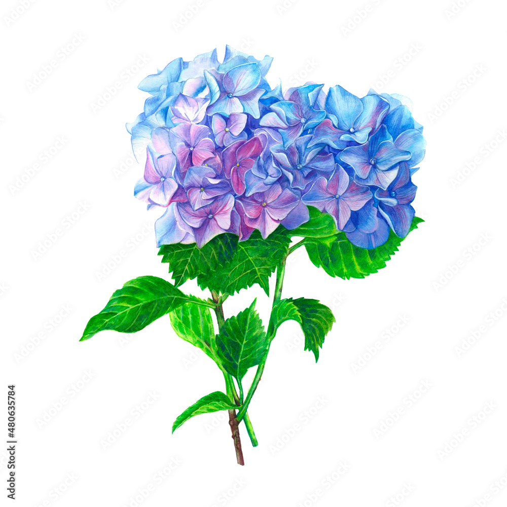 Blue hydrangea flower. Watercolor illustration of a blue hydrangea blossom hand painted. Botanical illustration. Illustration for greeting cards, invitations, and other printing projects.