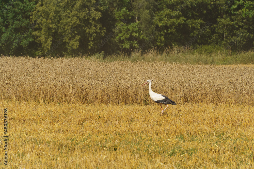 Obraz premium stork in wheat