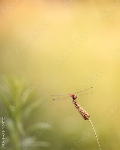 Wieder einmal hatte ich Glück und konnte diese schöne Libelle mit meiner Kamera einfangen