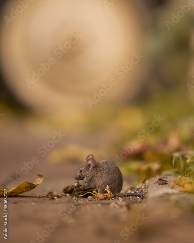 Diese süße Hausmaus konnte ich beim Mittagessen aufnehmen. Schön, wenn man besondere Momente einfangen kann