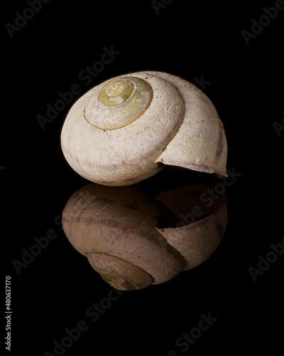 Spiegelung eines Schneckenhauses