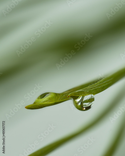 Ohne diese Regentropfen wäre das Bild vermutlich langweilig, doch so finde ich es wunderschön