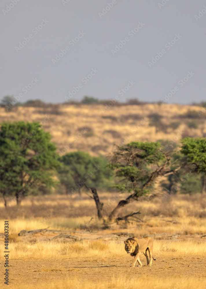 Naklejka premium Black-maned lion walking in the Kgalagadi